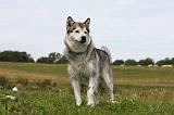 ALASKAN MALAMUTE 674